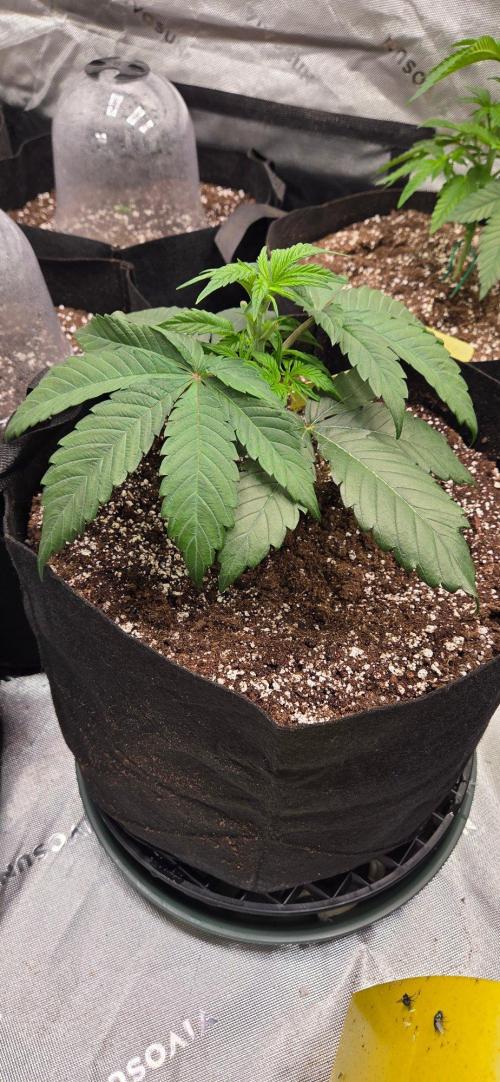 Blood Moon Gelato Limited Edition. Week 4
