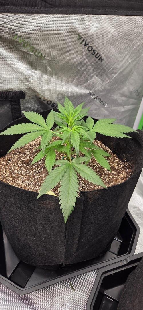 First Pollen Project Part 2 The Mothers. Week 4 - Blueberry Auto #2 