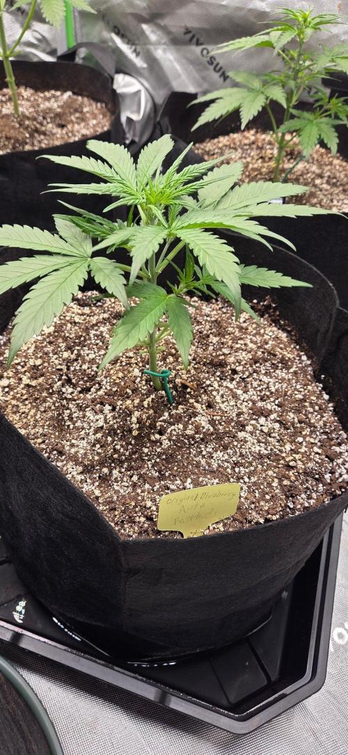 First Pollen Project Part 2 The Mothers. Week 4 - Blueberry Auto ##3 