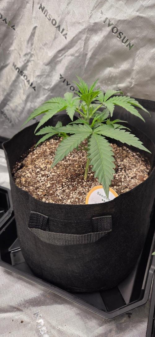 First Pollen Project Part 2 The Mothers. Week 4 - Gelato 41 Auto BX 