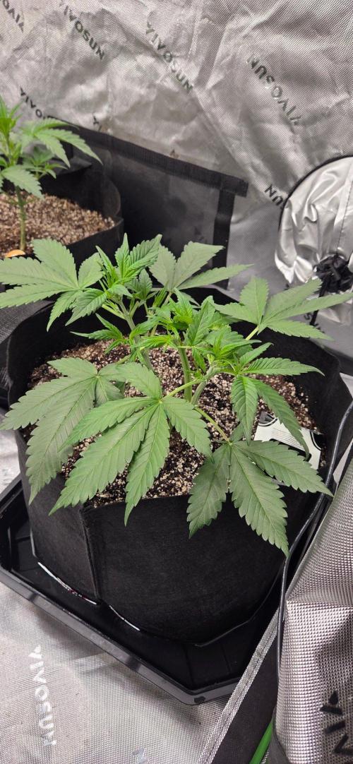 First Pollen Project Part 2 The Mothers. Week 4 - Frostbanger Auto f4 from the top