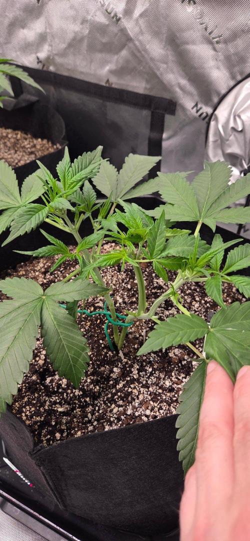 First Pollen Project Part 2 The Mothers. Week 4 - Frostbanger Auto f4 from the side
