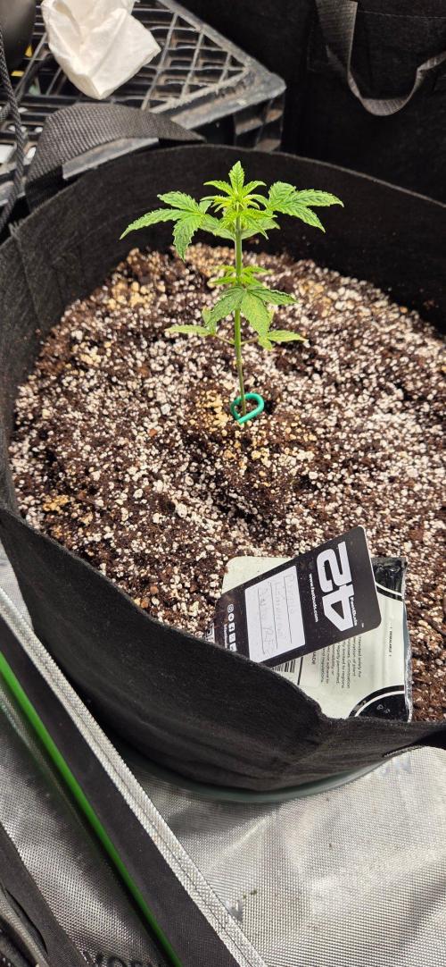 First Pollen Project Part 2 The Mothers. Week 4 - Purple Lemonade Auto rf3 