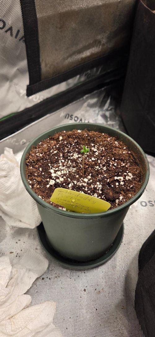 Grow Tent S848 96x48x80. Week 1