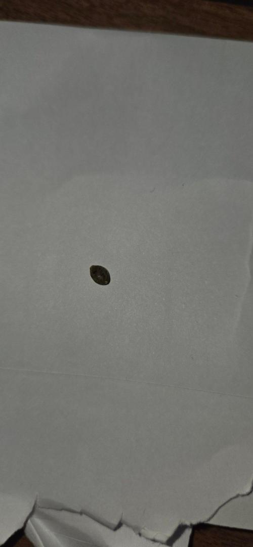 First Polline Project. Week 14 - Seeds look ready