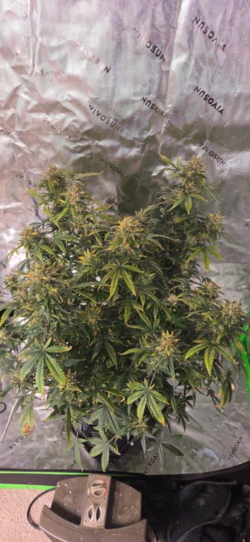 First Polline Project. Week 15
