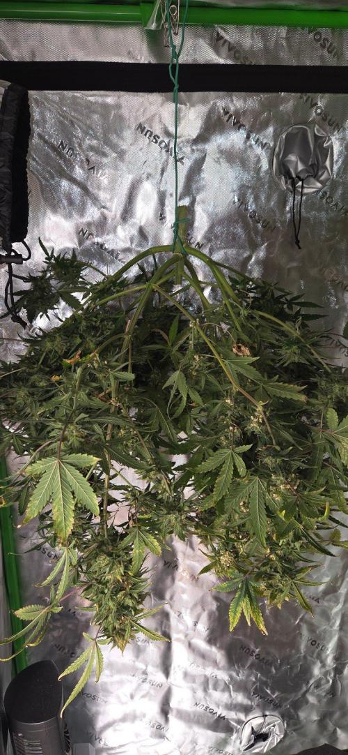 First Polline Project. Week 15
