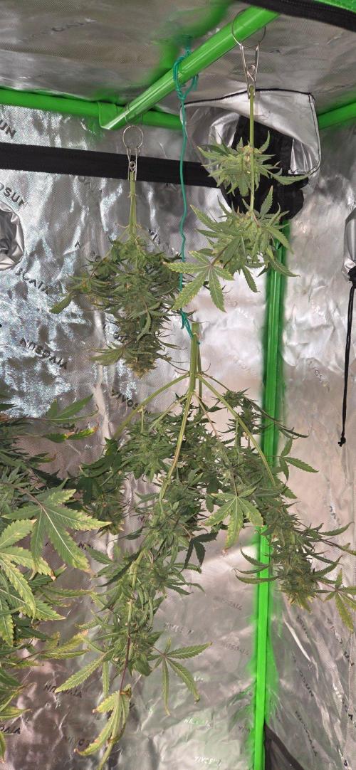 First Polline Project. Week 15