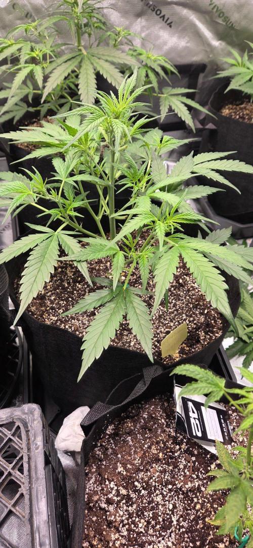 First Pollen Project Part 2 The Mothers. Week 5 - Blueberry Auto #3 