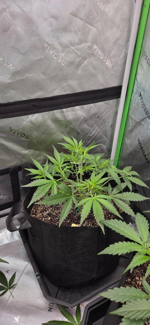 First Pollen Project Part 2 The Mothers. Week 5 - Blueberry Auto #2 