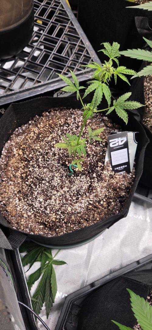 First Pollen Project Part 2 The Mothers. Week 5 - Purple lemonade Auto rf3 