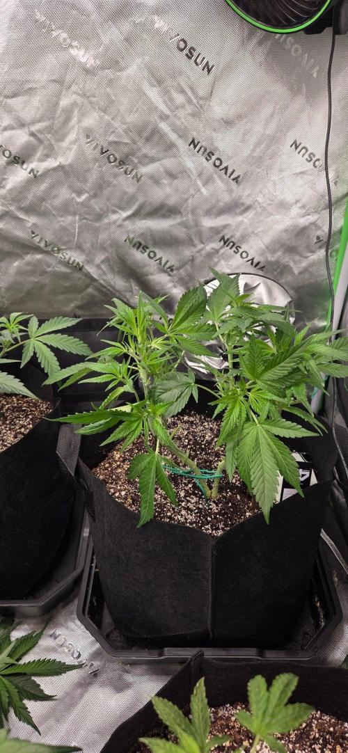 First Pollen Project Part 2 The Mothers. Week 5 - Frostbanger Auto F4 aka the mutant