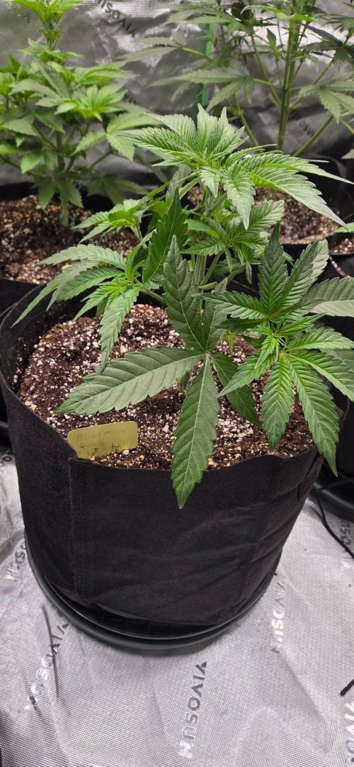 Blood Moon Gelato Limited Edition. Week 5