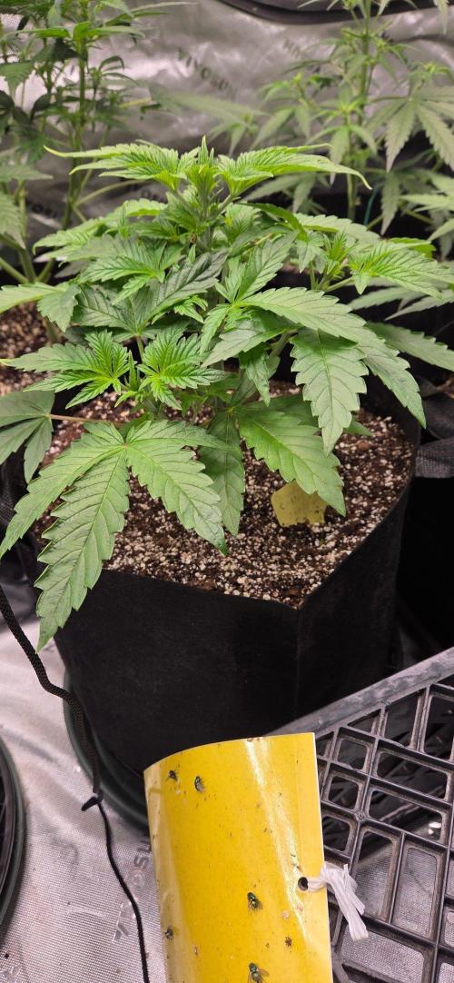Mandarin Cookies V2. Week 5