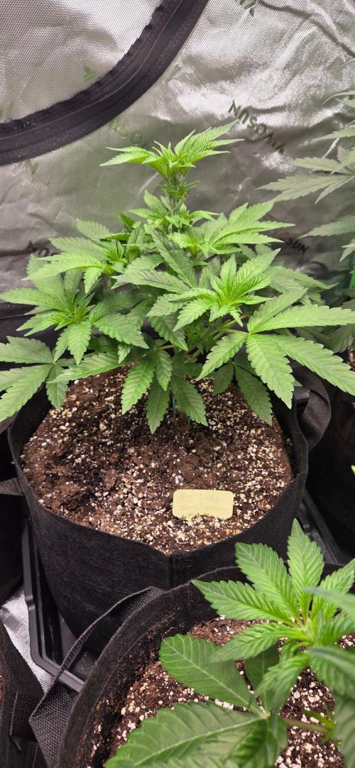 NYC Diesel. Week 7