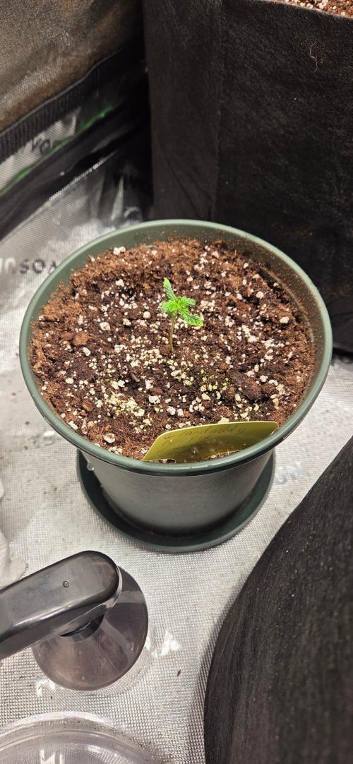 Grow Tent S848 96x48x80. Week 2