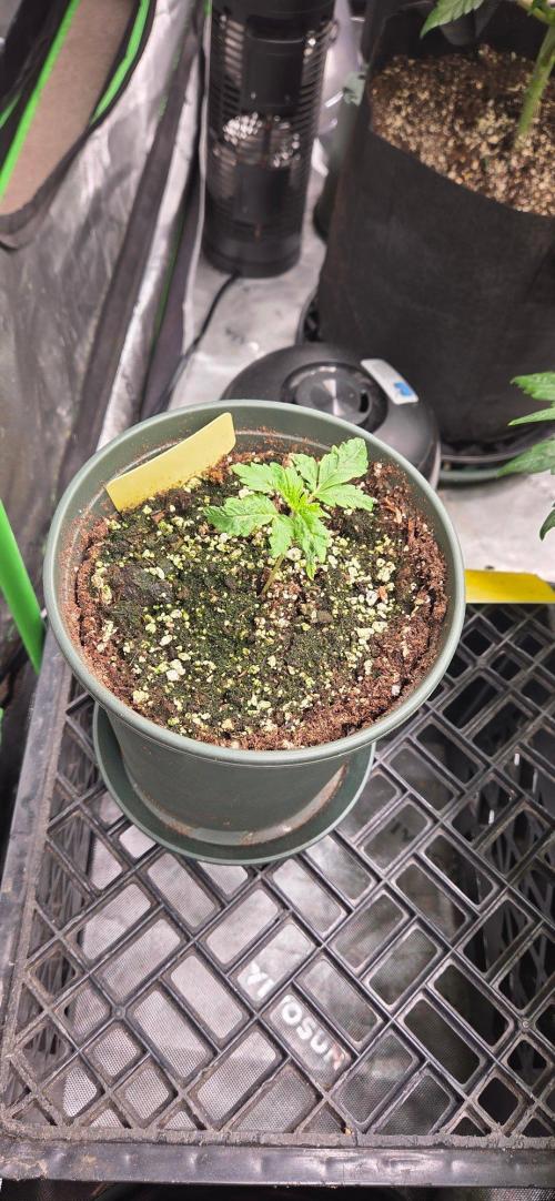 Grow Tent S848 96x48x80. Week 3