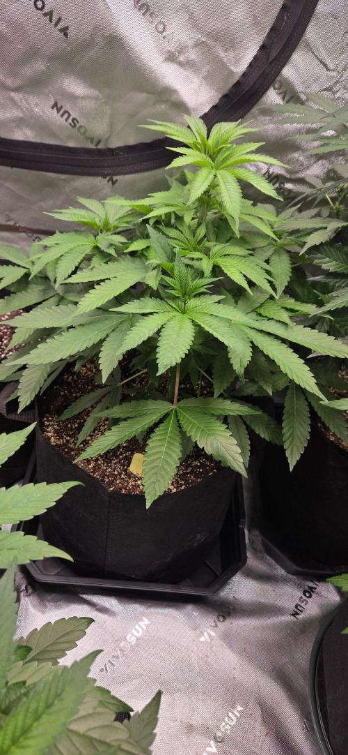 NYC Diesel. Week 8