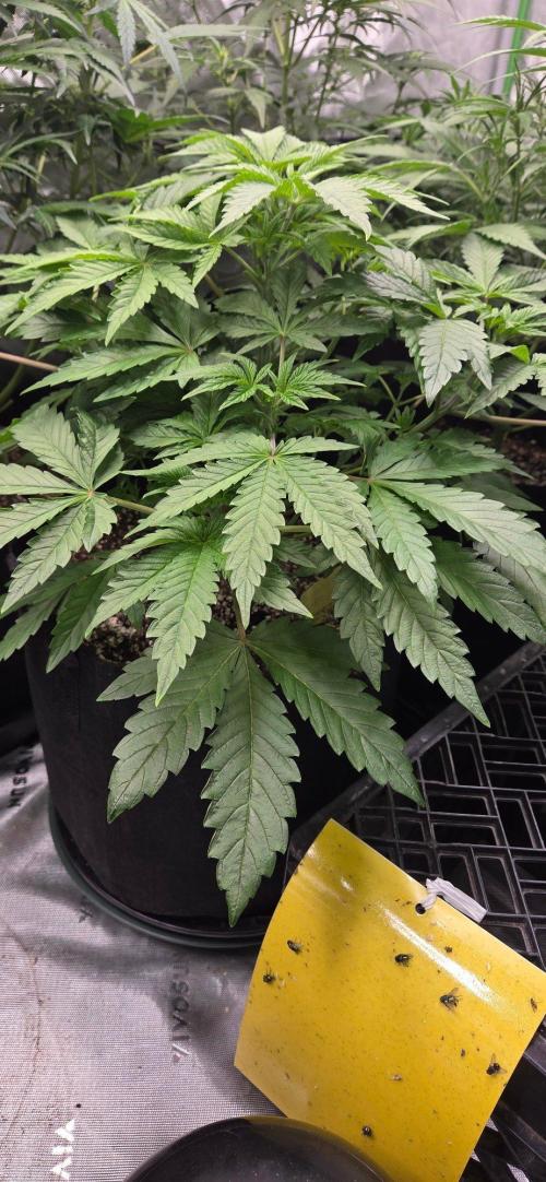 Mandarin Cookies V2. Week 6