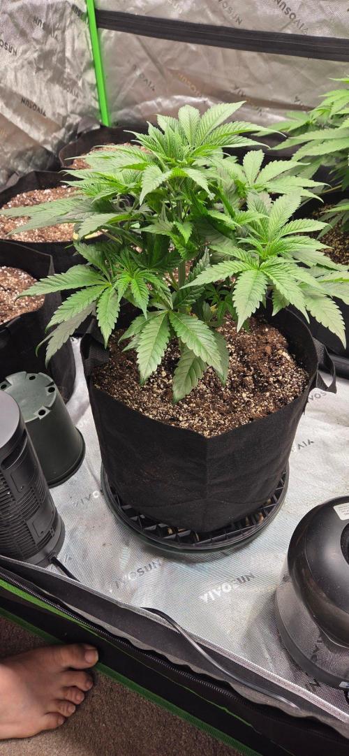 Blood Moon Gelato Limited Edition. Week 6