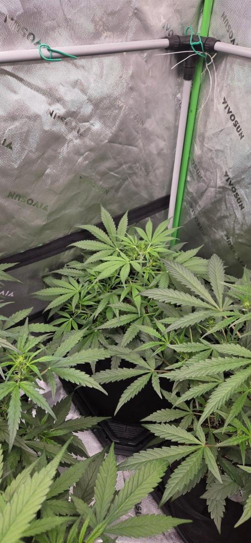 First Pollen Project Part 2 The Mothers. Week 6 - Blueberry Auto #2 