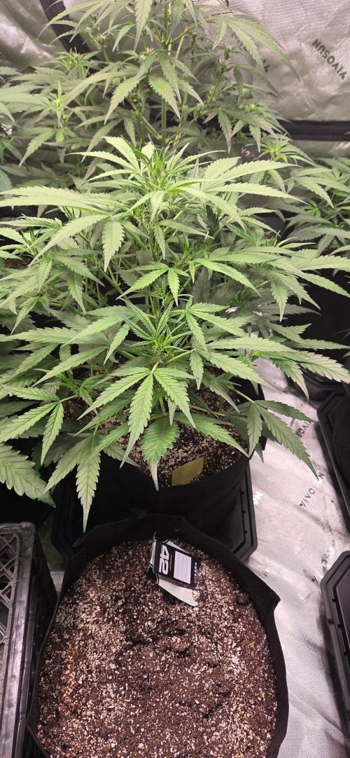 First Pollen Project Part 2 The Mothers. Week 6 - Blueberry Auto #3