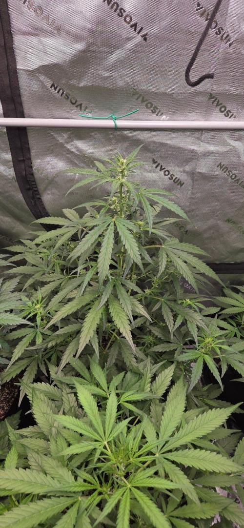 First Pollen Project Part 2 The Mothers. Week 6 - Blueberry Auto #1 