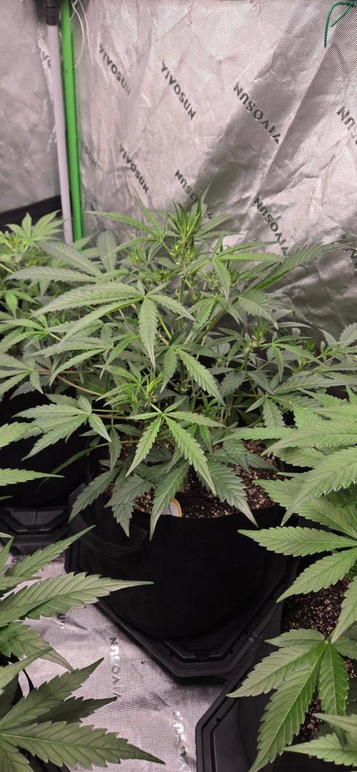 First Pollen Project Part 2 The Mothers. Week 6 - Gelato 41 Auto BX 