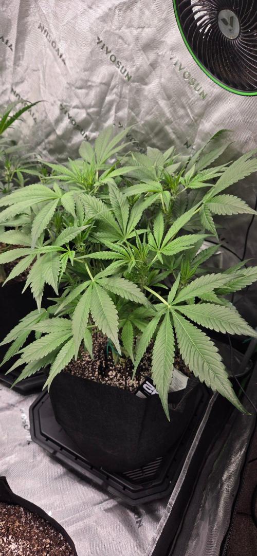 First Pollen Project Part 2 The Mothers. Week 6 - Frostbanger Auto f4 