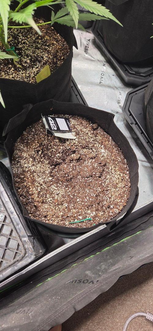 First Pollen Project Part 2 The Mothers. Week 6 - Purple lemonade Auto rf3 