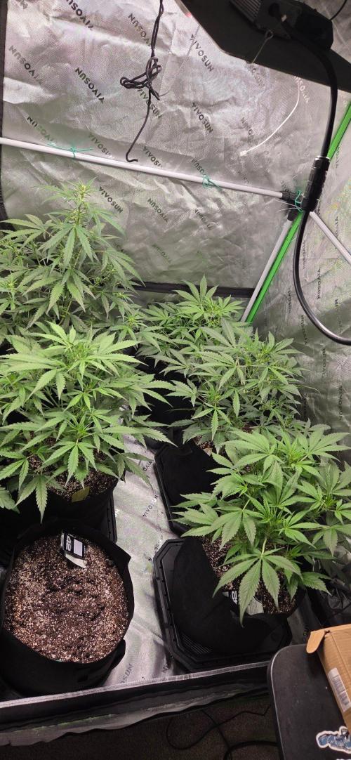 First Pollen Project Part 2 The Mothers. Week 6