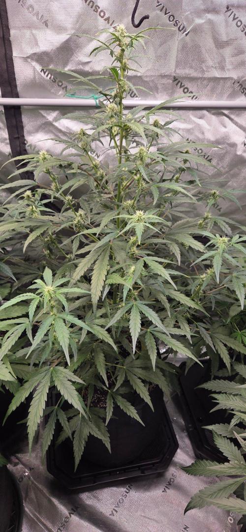 First Pollen Project Part 2 The Mothers. Week 7 - Blueberry Auto #1 x Lemon pie Auto reversed