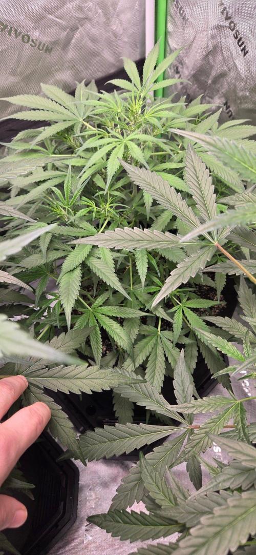 First Pollen Project Part 2 The Mothers. Week 7 - Blueberry Auto #2 