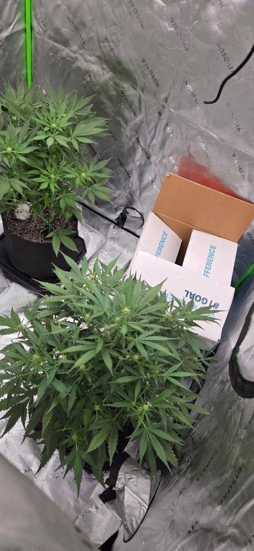 First Pollen Project Part 2 The Mothers. Week 7 - Blueberry Auto #3 x Frostbanger Auto f4 