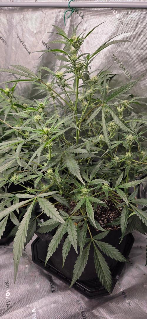 First Pollen Project Part 2 The Mothers. Week 7 - Gelato 41 Auto BX x Gelato 41 Auto BX