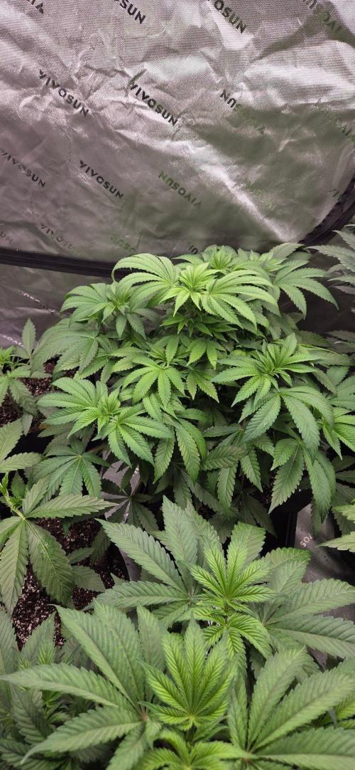 NYC Diesel. Week 9