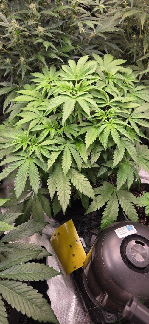 Mandarin Cookies V2. Week 7