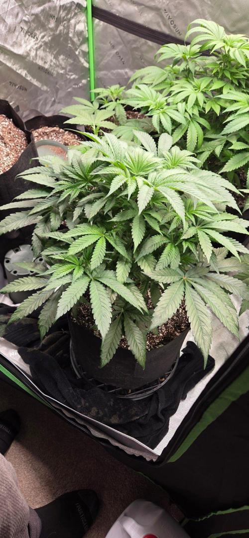 Blood Moon Gelato Limited Edition. Week 7