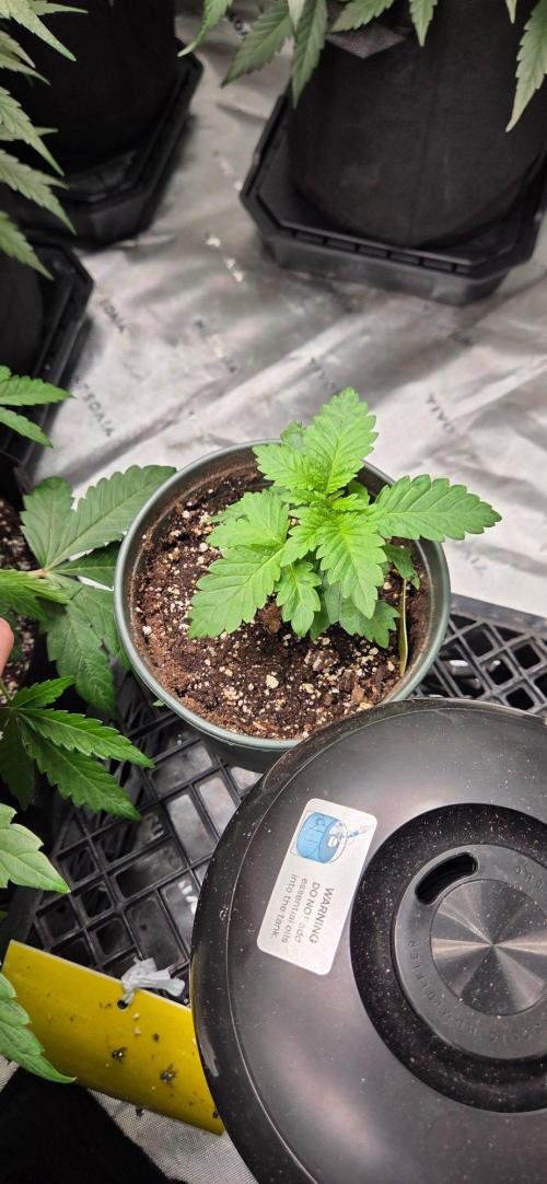 Grow Tent S848 96x48x80. Week 4