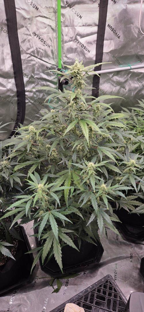 First Pollen Project Part 2 The Mothers. Week 8 - Blueberry Auto #1 x Lemon pie Auto 