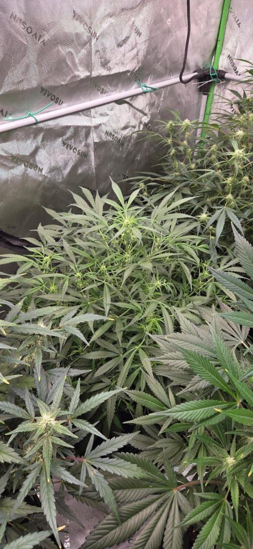 First Pollen Project Part 2 The Mothers. Week 8 - Blueberry Auto #2 x Blueberry Auto 