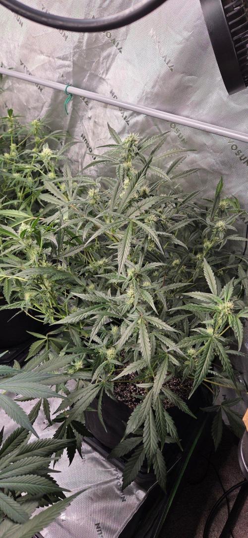 First Pollen Project Part 2 The Mothers. Week 8 - Gelato 41 Auto BX x Gelato 41 Auto BX 