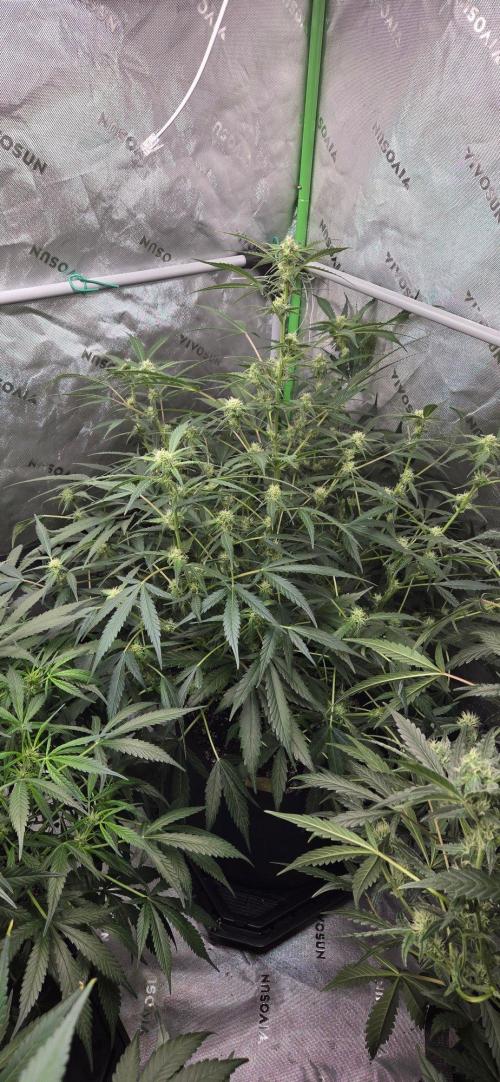 First Pollen Project Part 2 The Mothers. Week 8 - Blueberry Auto #3 x Frostbanger Auto f4 