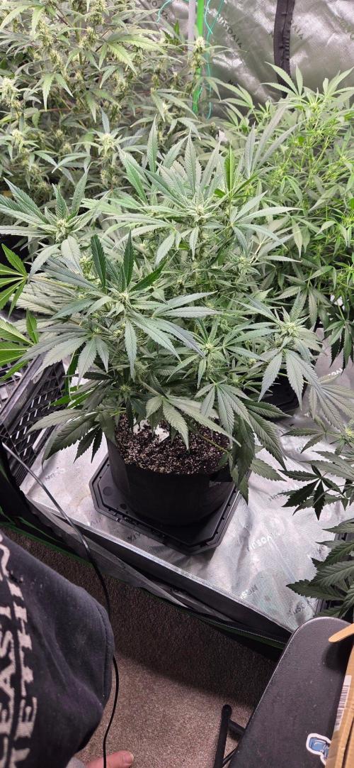 First Pollen Project Part 2 The Mothers. Week 8 - Frostbanger Auto f4 (The Mutant) x Frostbanger Auto f4 