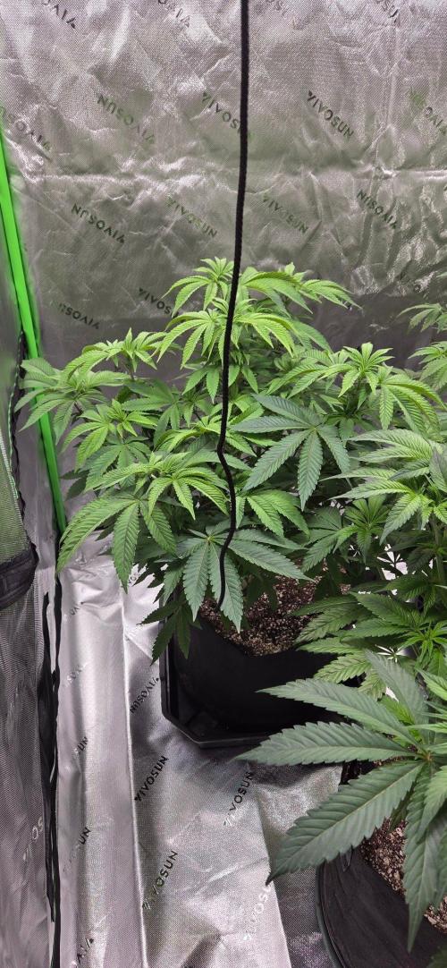 NYC Diesel. Week 10