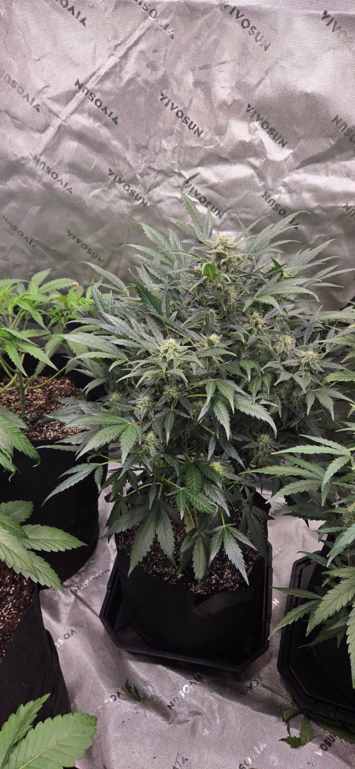 Jealousy for Smoke, Selfie and Crossing. Week 8