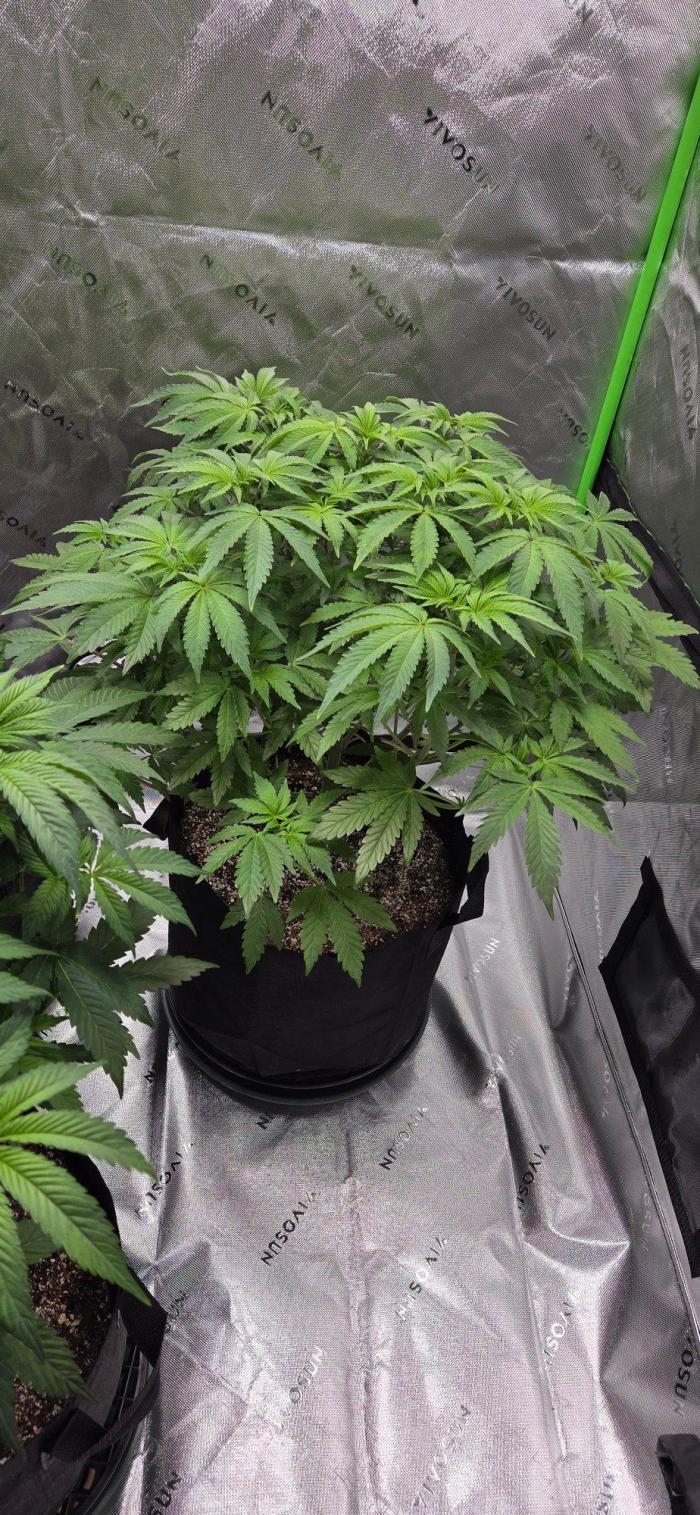 Mandarin Cookies V2 for Selfie and Smoke. Week 8
