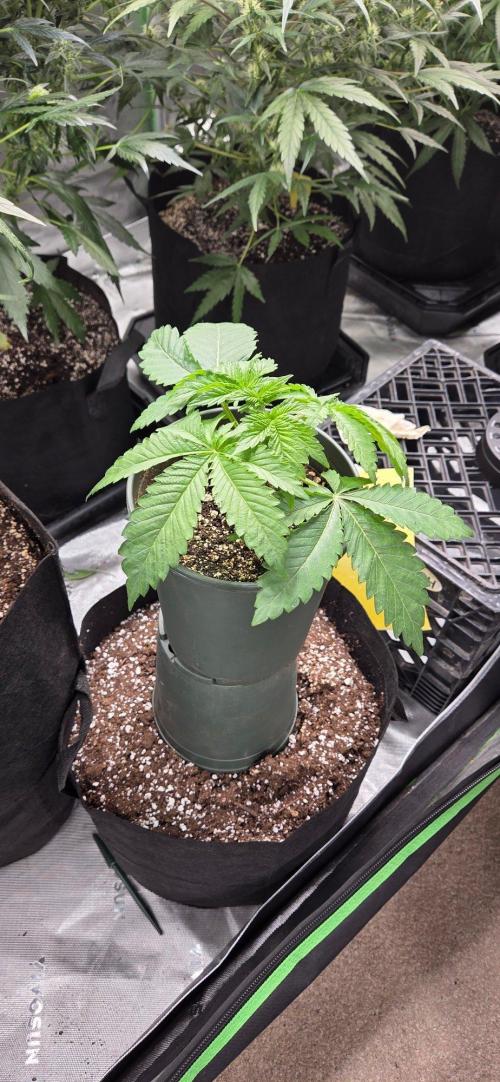 Grandaddy Purple. Week 5