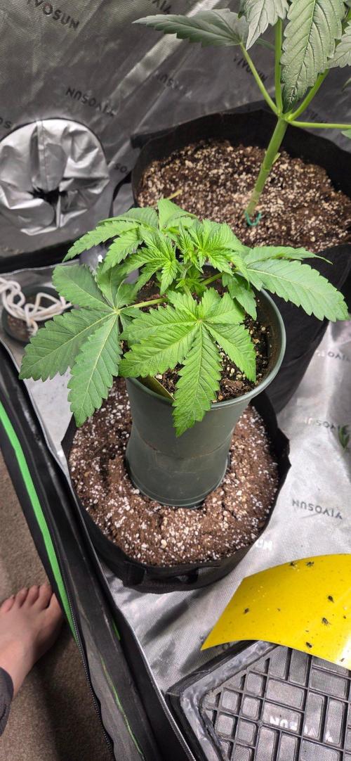 Grow Tent S848 96x48x80. Week 5