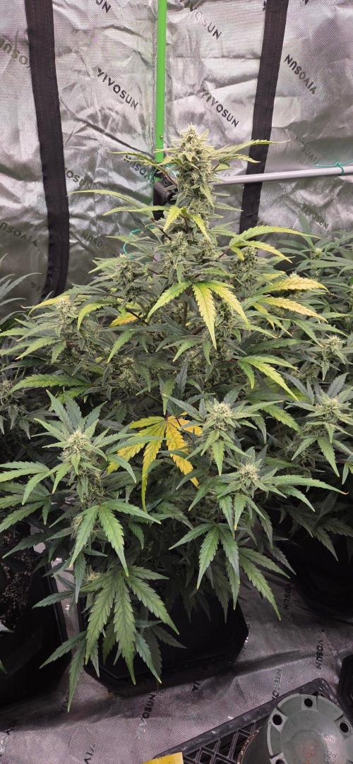 First Pollen Project Part 2 The Mothers. Week 9 - Blueberry Auto #1 x Lemon pie Auto 